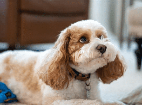 Cavapoo Puppies for Sale Georgia