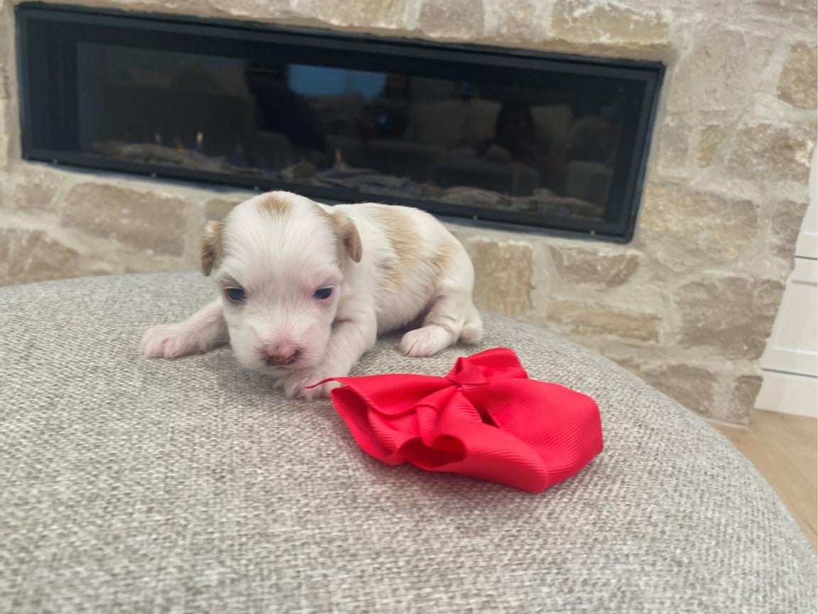 Porsche, White and Apricot Spots Havapoo Puppy 3