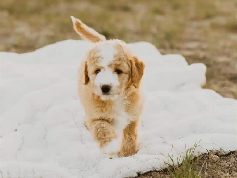 The Impact of a Dog’s Energy Level on Its Exercise Needs