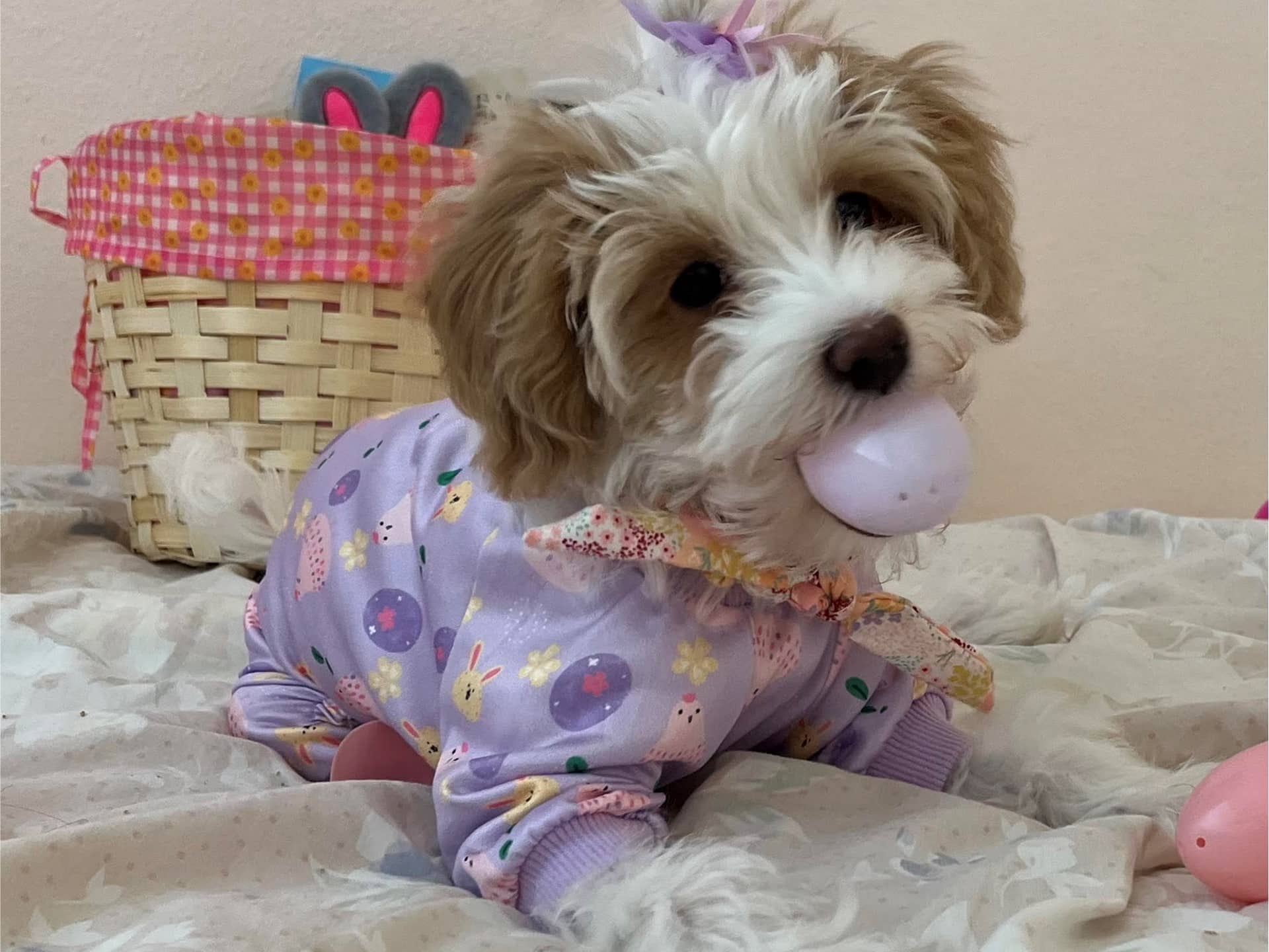 Havapoo vs cavapoo breeds