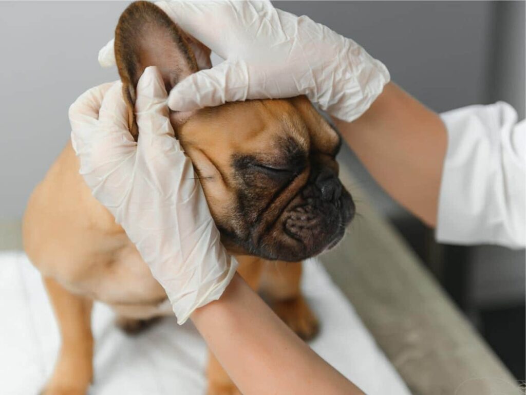 Cleaning Your Puppy’s Ears