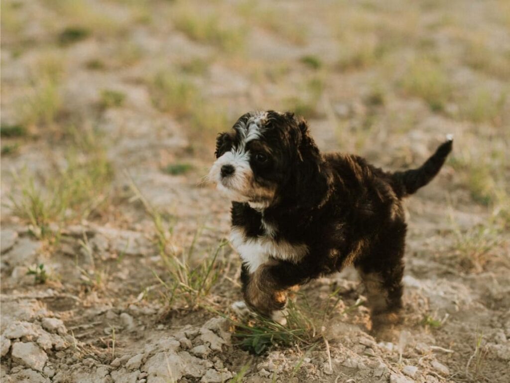 Family-Friendly Bernedoodle Puppy in Michigan