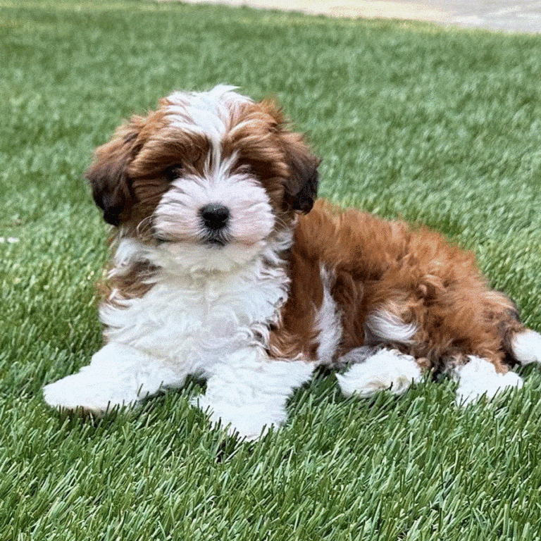 Havapoo puppies for sale, Havapoo Puppies For Sale Near Me, Poovanese, Havadoodle