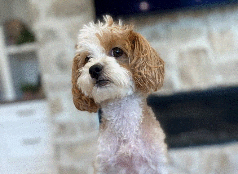 Riverton Utah Havapoo, Havanese, Poodle Dogs for Sale