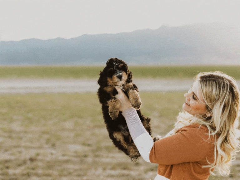 Bernedoodle puppy for sale Utah