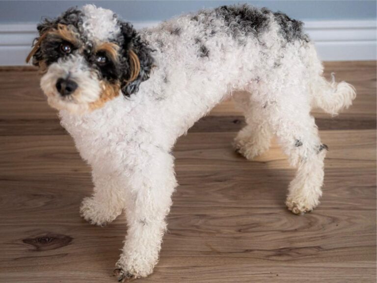Caesar The Poodle 2
