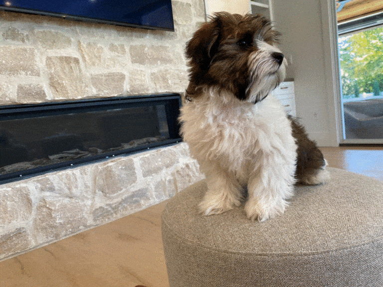 Huckleberry 5 Havanese Dog Puppies for Sale Near Me