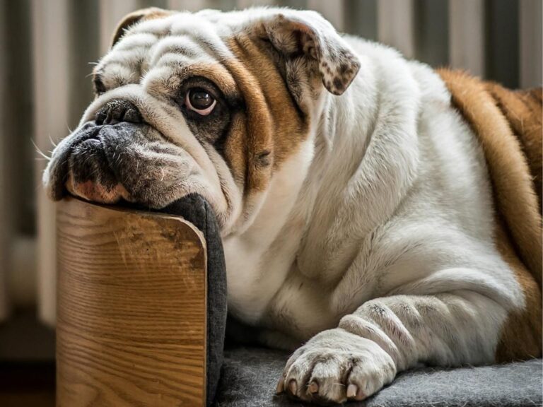 Bulldog temperament, Bulldog size, Bulldog grooming, Bulldog exercise needs, Bulldog health issues, Bulldog training tips, Bulldog lifespan, Bulldog personality traits, Bulldog good with children, Bulldog as a family pet