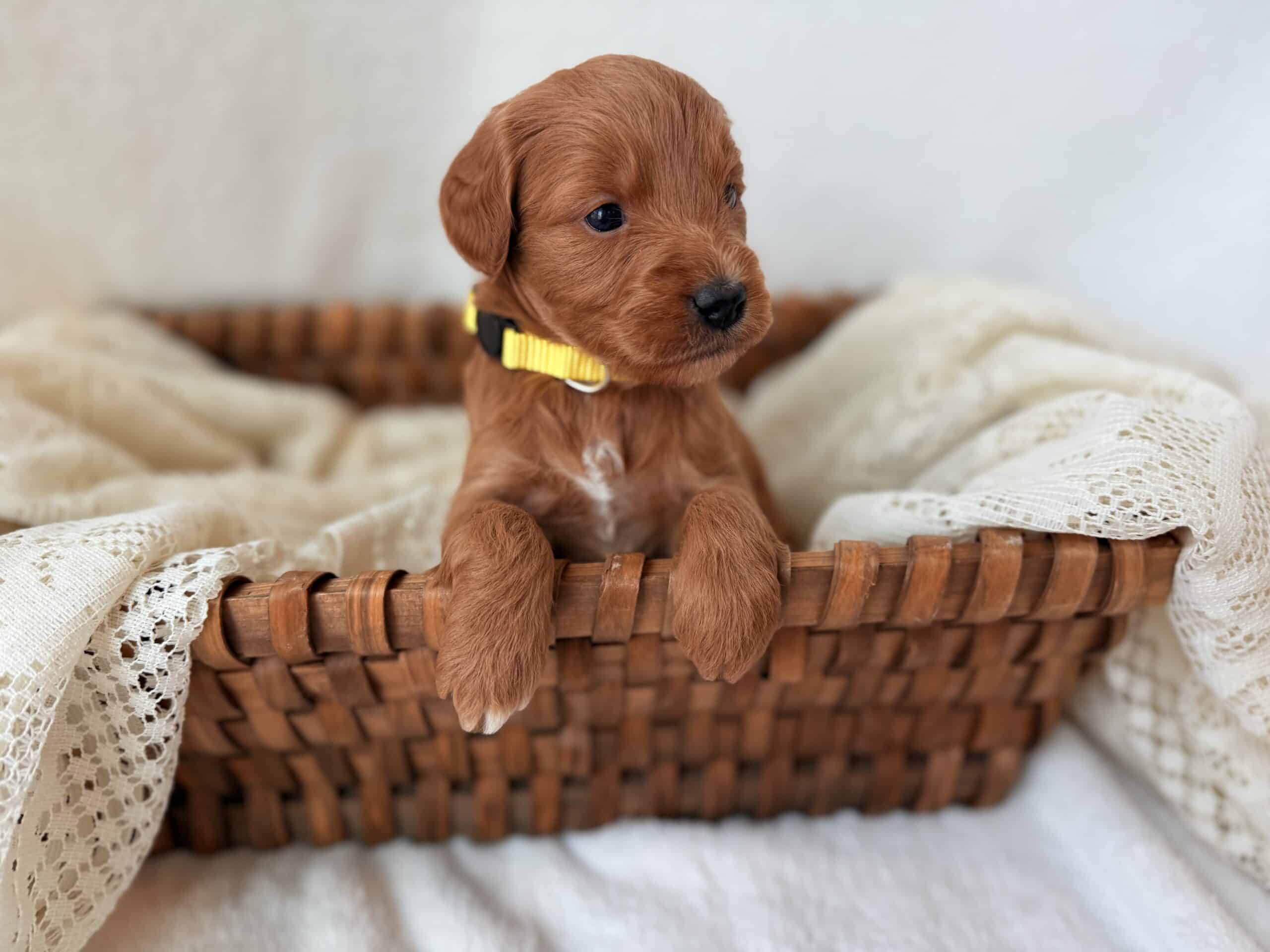 Meet Sunflower, a sweet Goldendoodle puppy available for sale in Eagle Mountain, UT