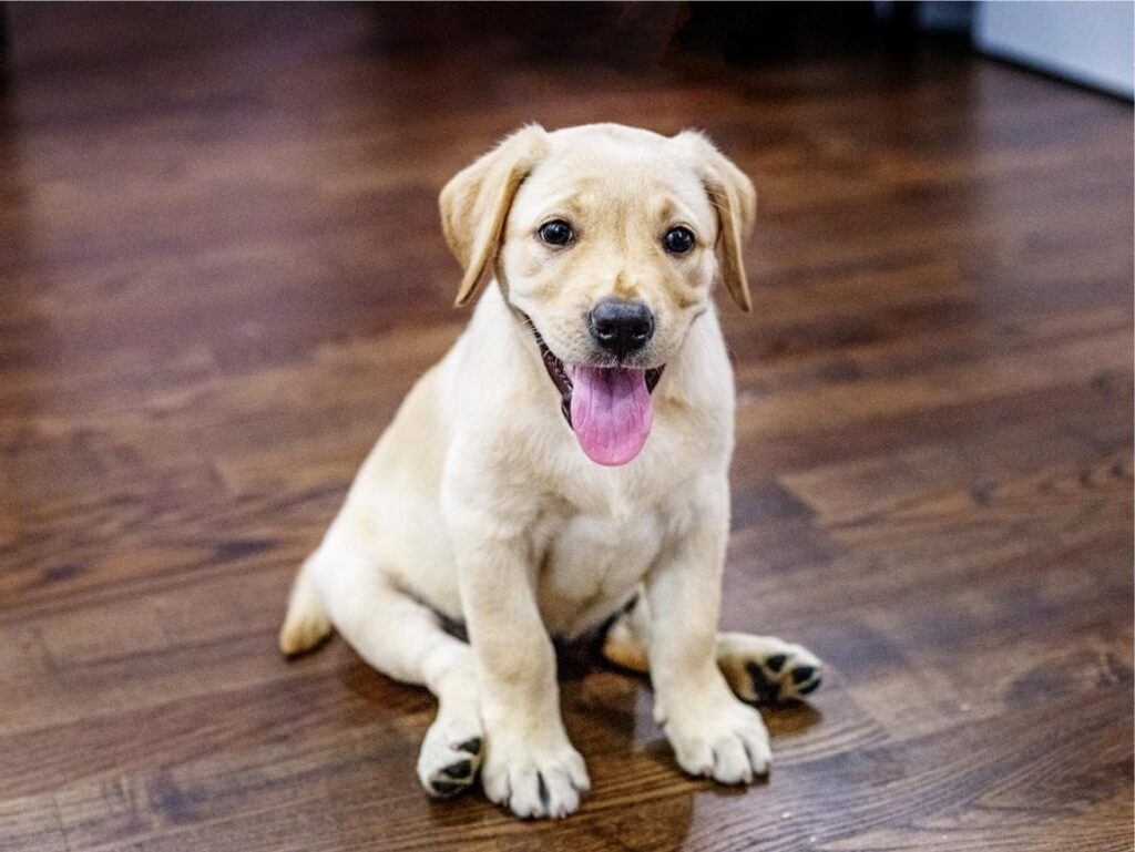 Best Diet for a Growing Puppy
