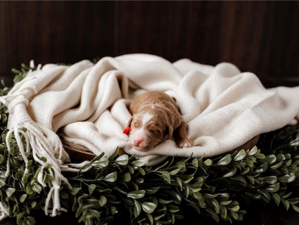 Benefits of Guardian Home Puppies, Free Puppy Utah