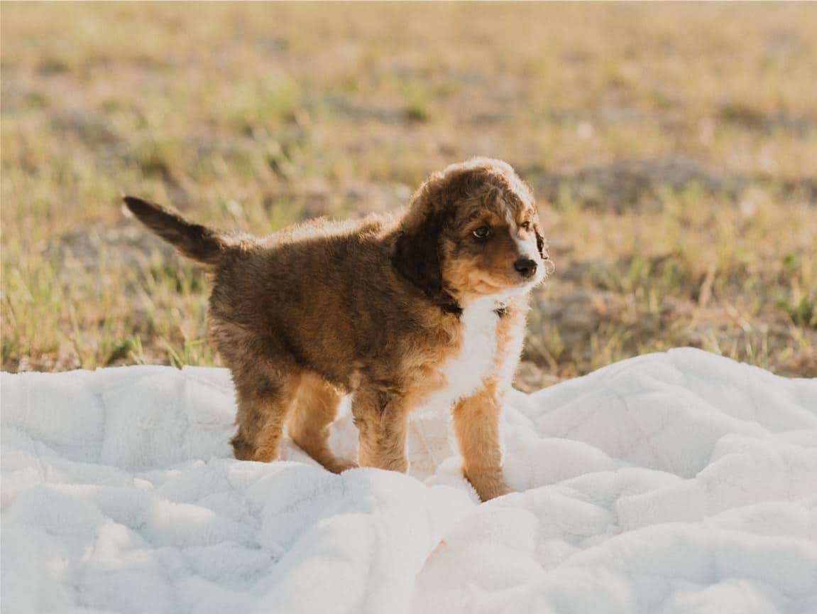Mini Bernedoodle in Michigan
