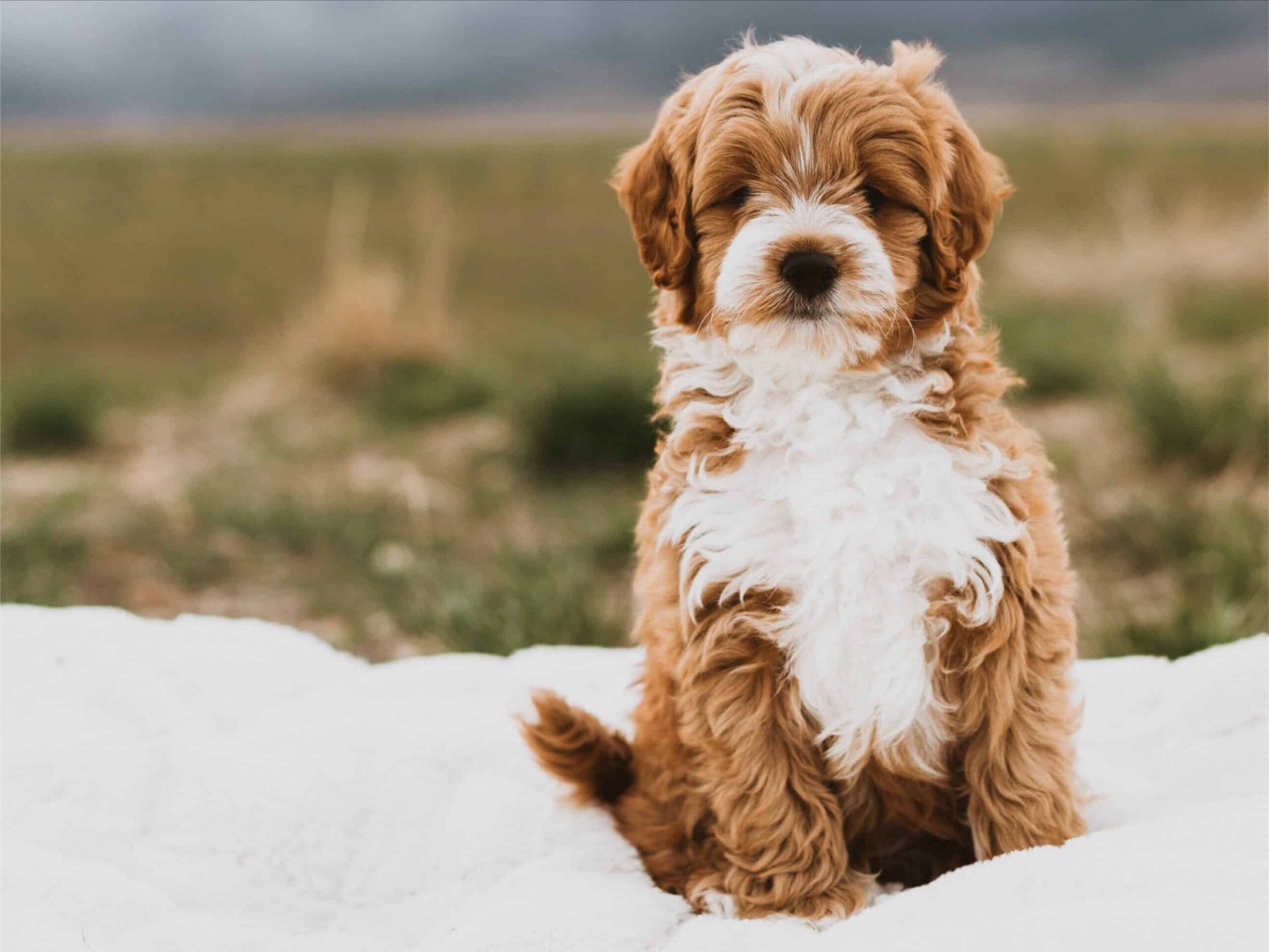 Puppies For Sale (13)