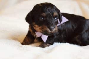What is a havapoo dog?