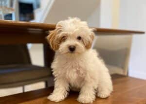 Havapoo puppy dog staring