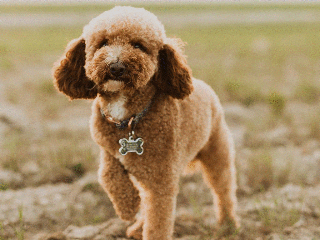 Puppies that are for sale near South Jordan Utah