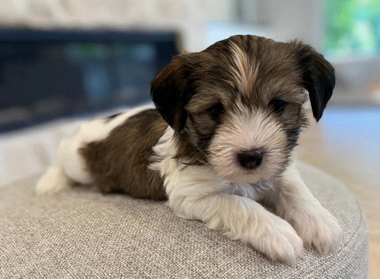 Huckleberry 4 Havanese Puppies for sale