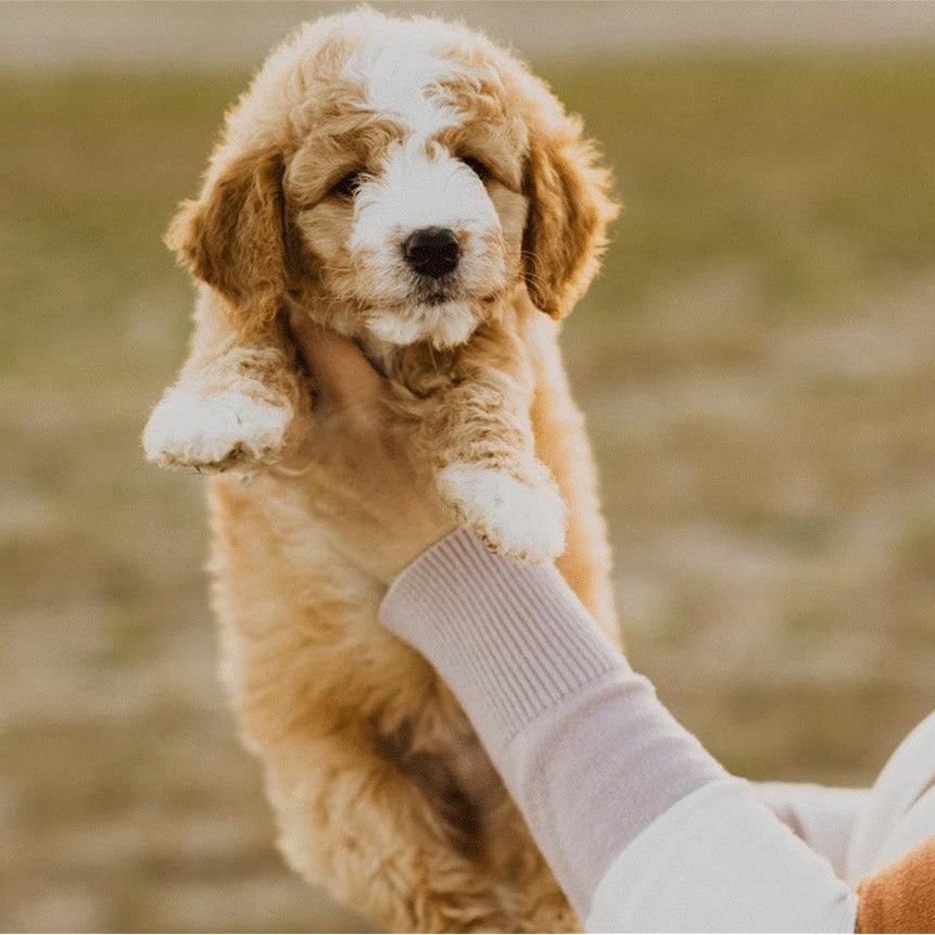 Puppy for sale in West Jordan Utah 84088