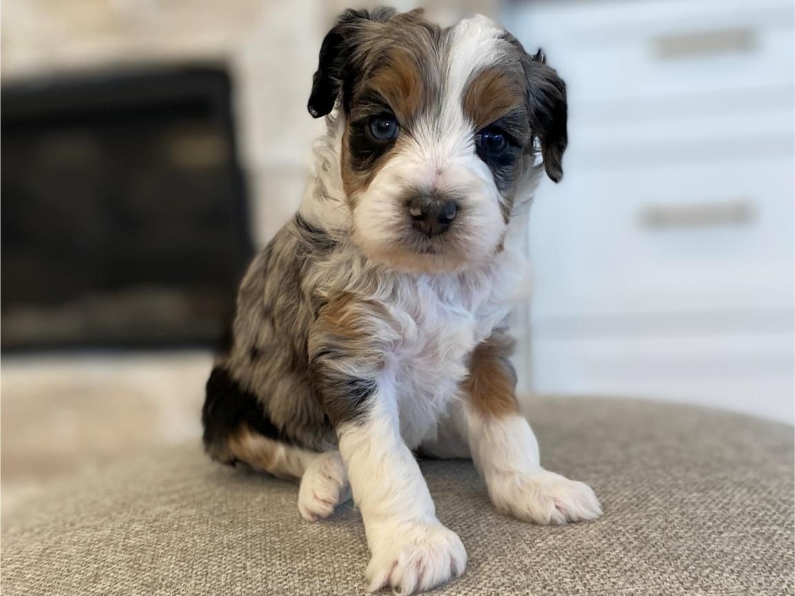 Tri White Black Brown Parti Havapoo Puppy for Sale Near Me