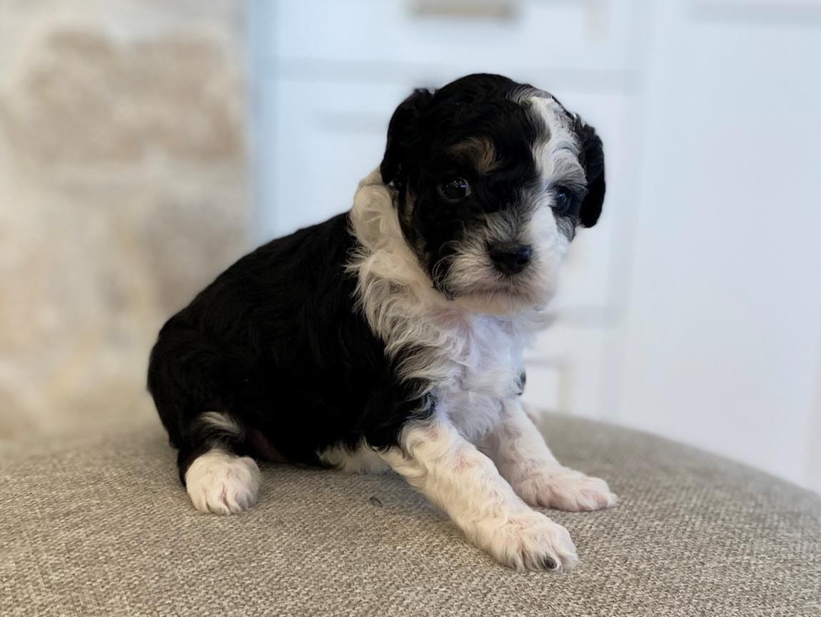 Fiona, Bernedoodle, Black and White Tuxedo Female Bernedoodle Puppy for Sale in California (2)