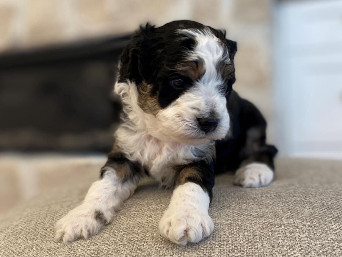 Shrek, Bernedoodle, Black and White Tuxedo Bernedoodle Puppy for Sale in Texas (22)