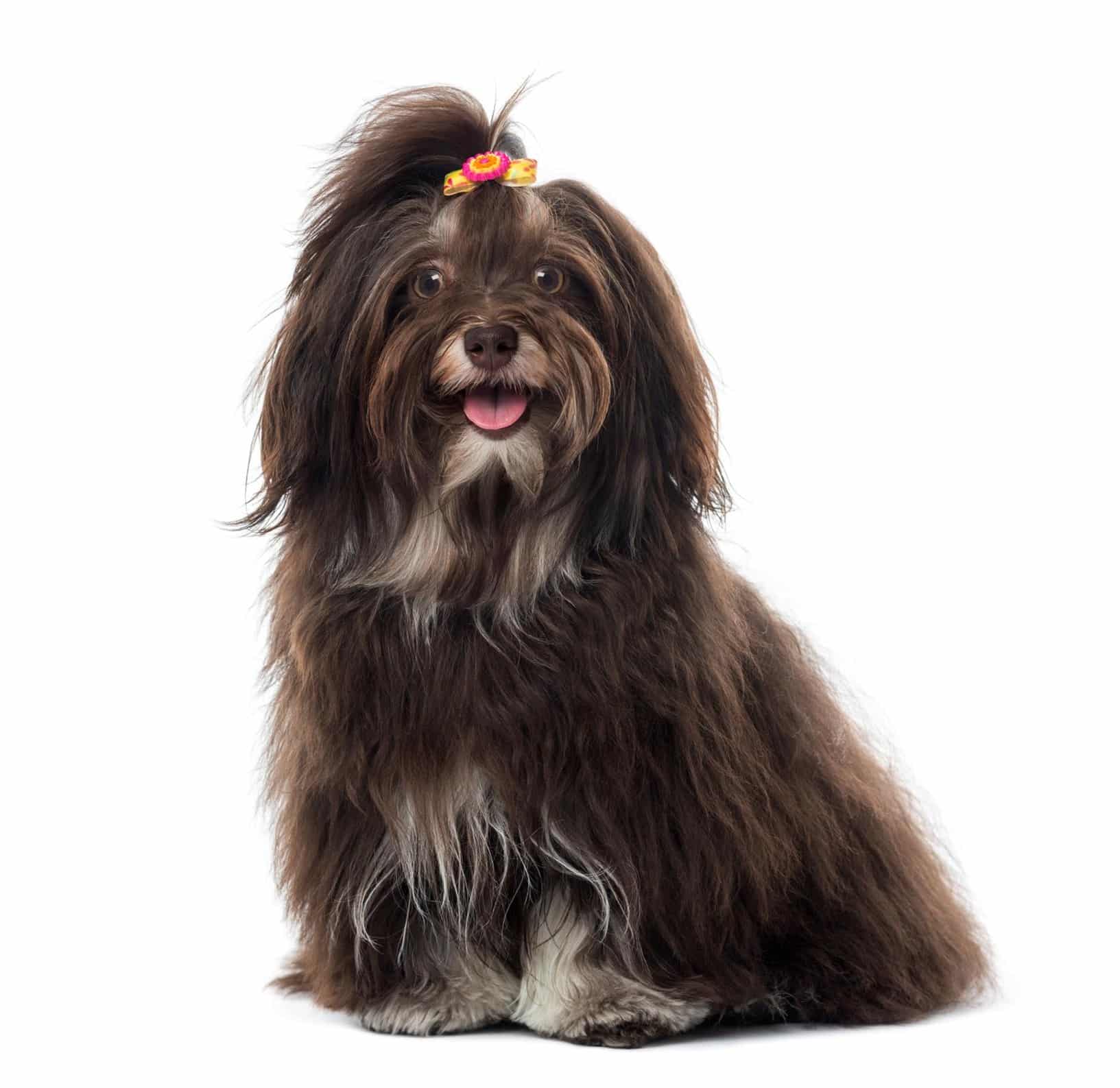 Cute Havanese dog Dallas Texas
