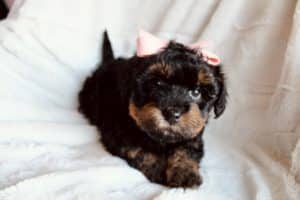 Havapoo Puppies, Havapoo Puppies For Sale Near Me, Poovanese, Havadoodle