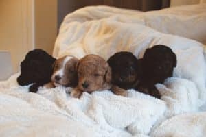 Cute havapoo puppies
