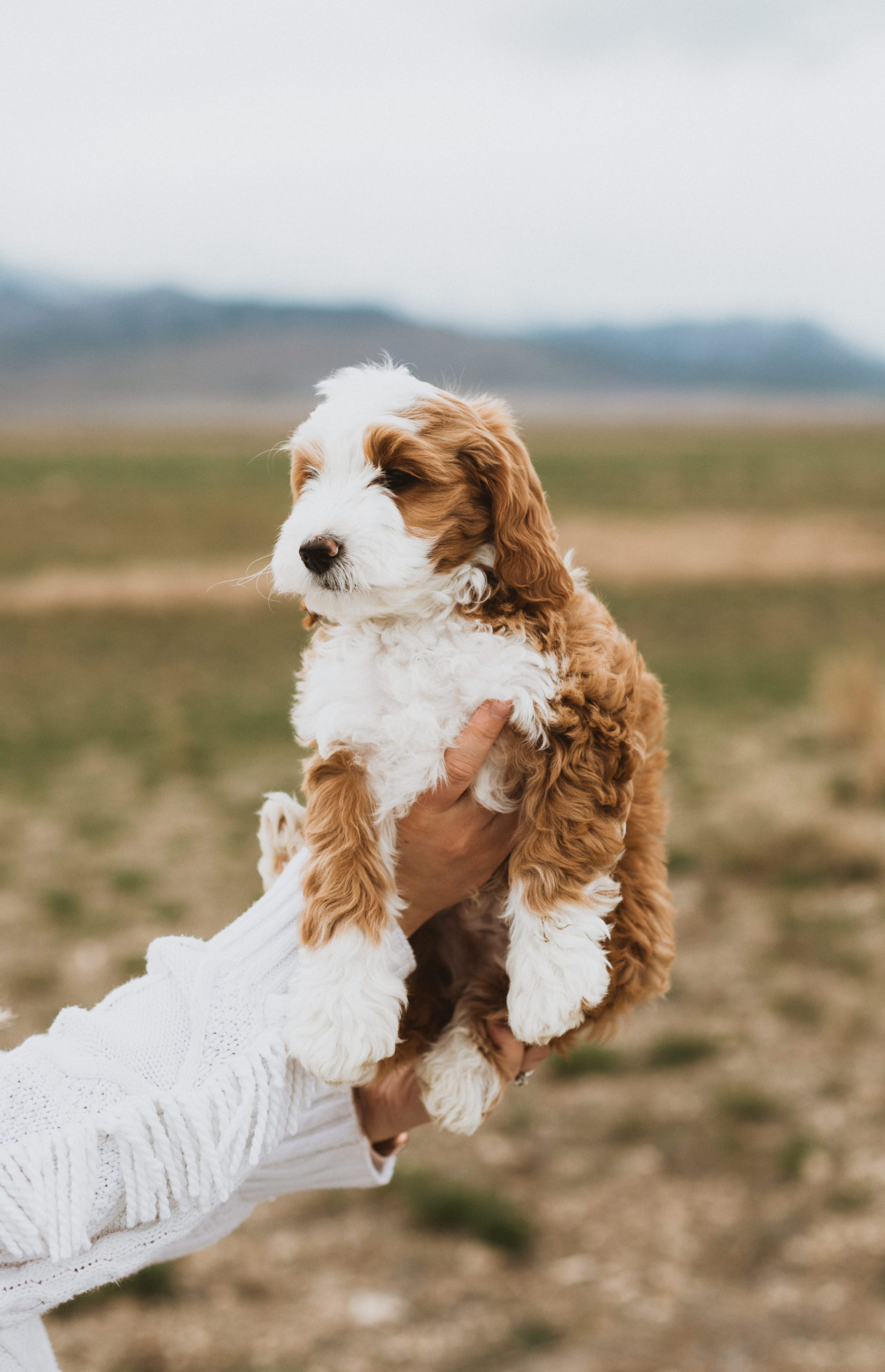 FAQ's  Misty's Toy Aussies