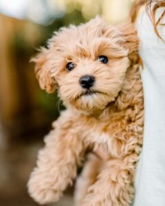 Owner holding Havapoo dog puppy