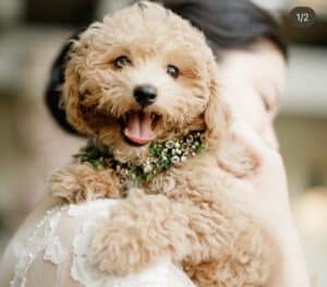 Havapoo with mouth open