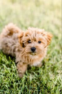 Havapoo dog puppy in the grass
