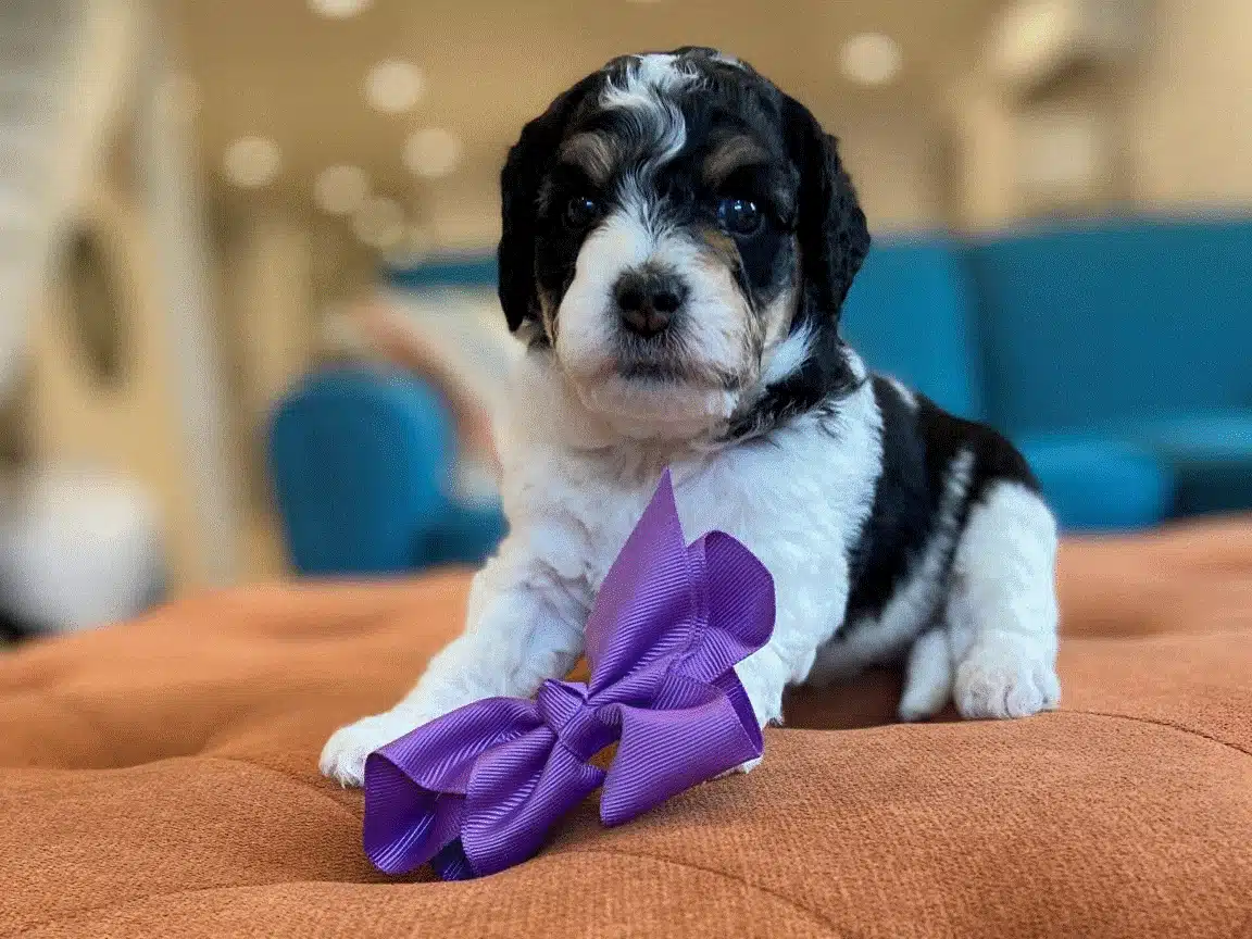 Aphrodite (1), Bernedoodle Puppy, Bernedoodle puppies for sale