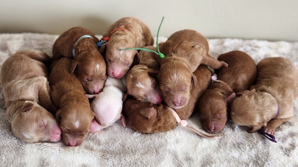 Libby’s Petite Goldendoodle Litter