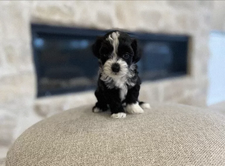 Tommy Girl Havapoo Puppy for Sale