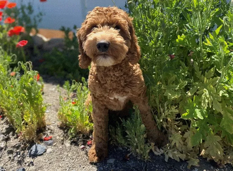 Tobi Goldendoodle breeder in Utah