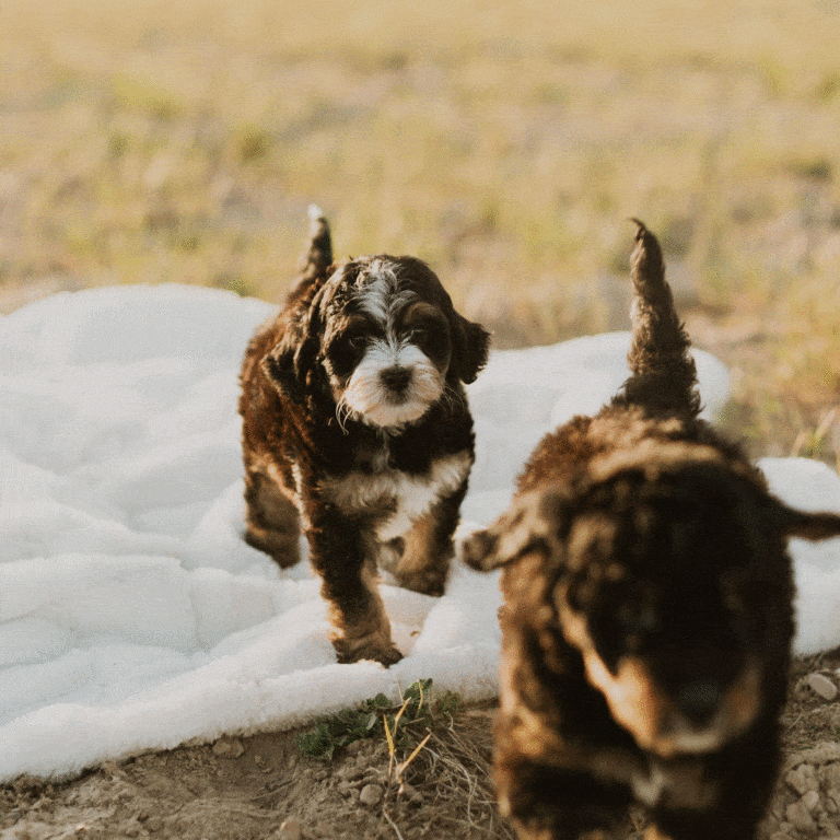 Bernedoodle