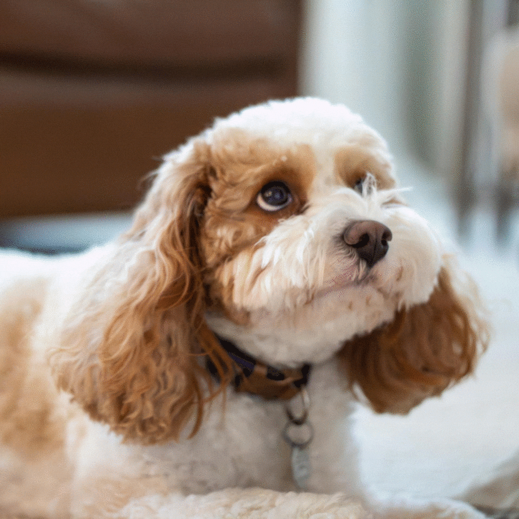 Cavapoo Puppies for Sale | Healthy, Family-Raised Cavapoos Near You