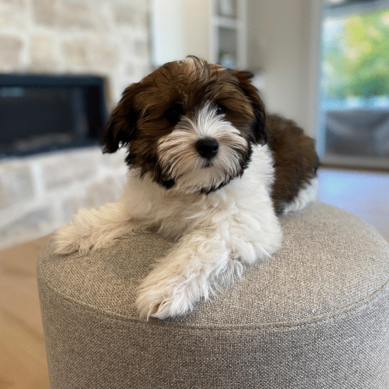 Havanese Boy