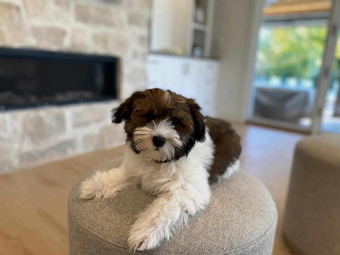 Huckleberry 2 available havanese puppy for sale in south jordan, utah