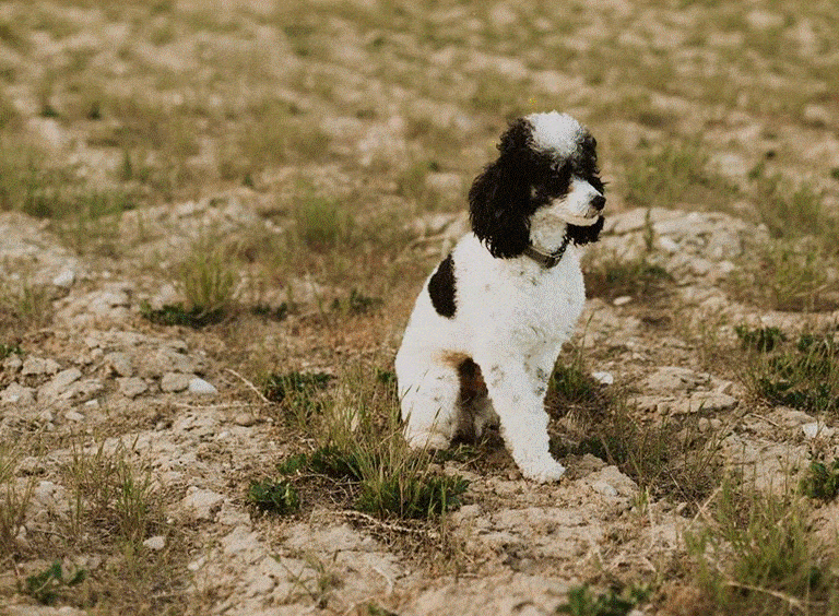 Toy Poodle in a Field, Parti Poodle, Peafae