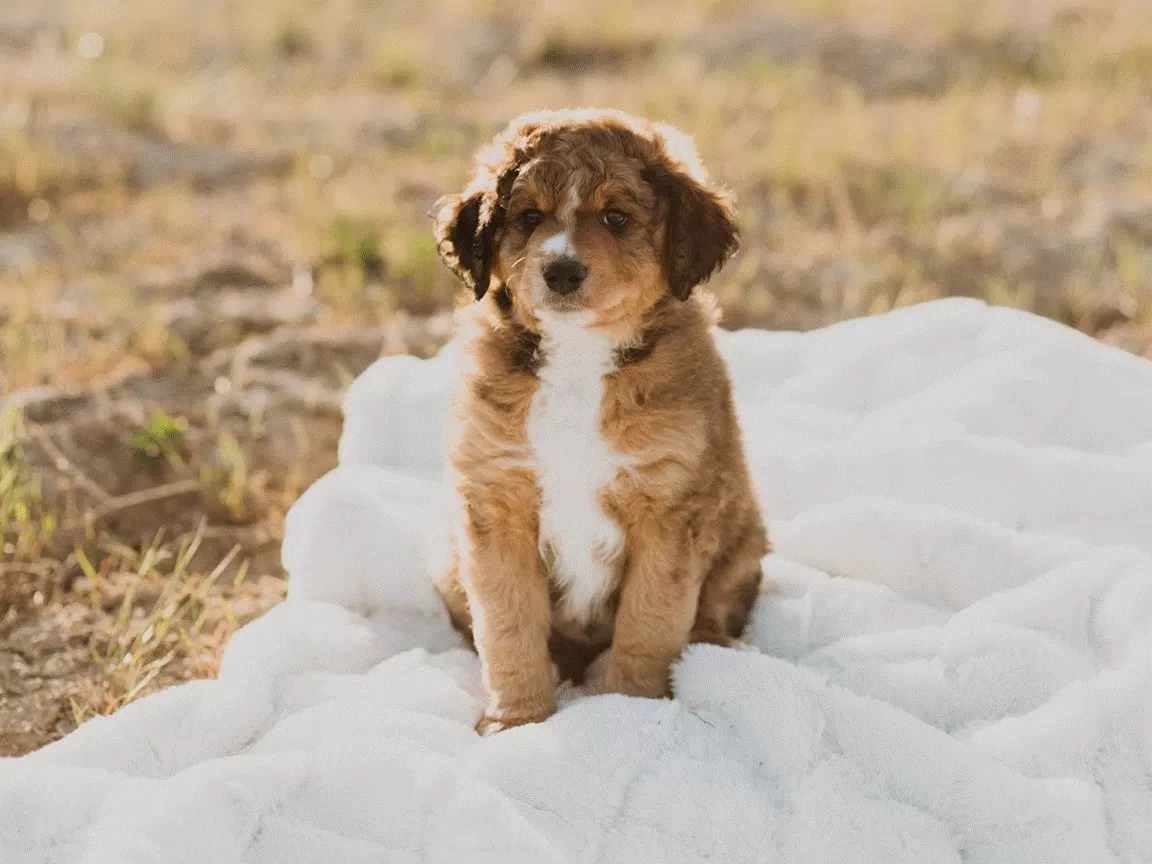 Puppy for Sale 10 S. Jordan, UT