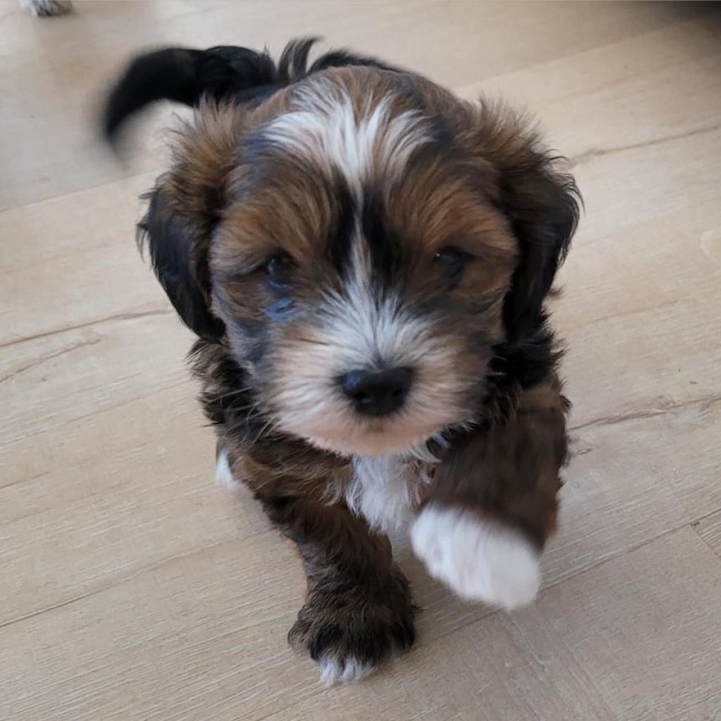 Are Havapoos Hypoallergenic?