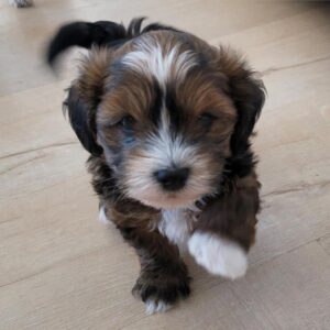 Are Havapoos Hypoallergenic?