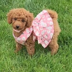 Are Havapoos Easy to Train?