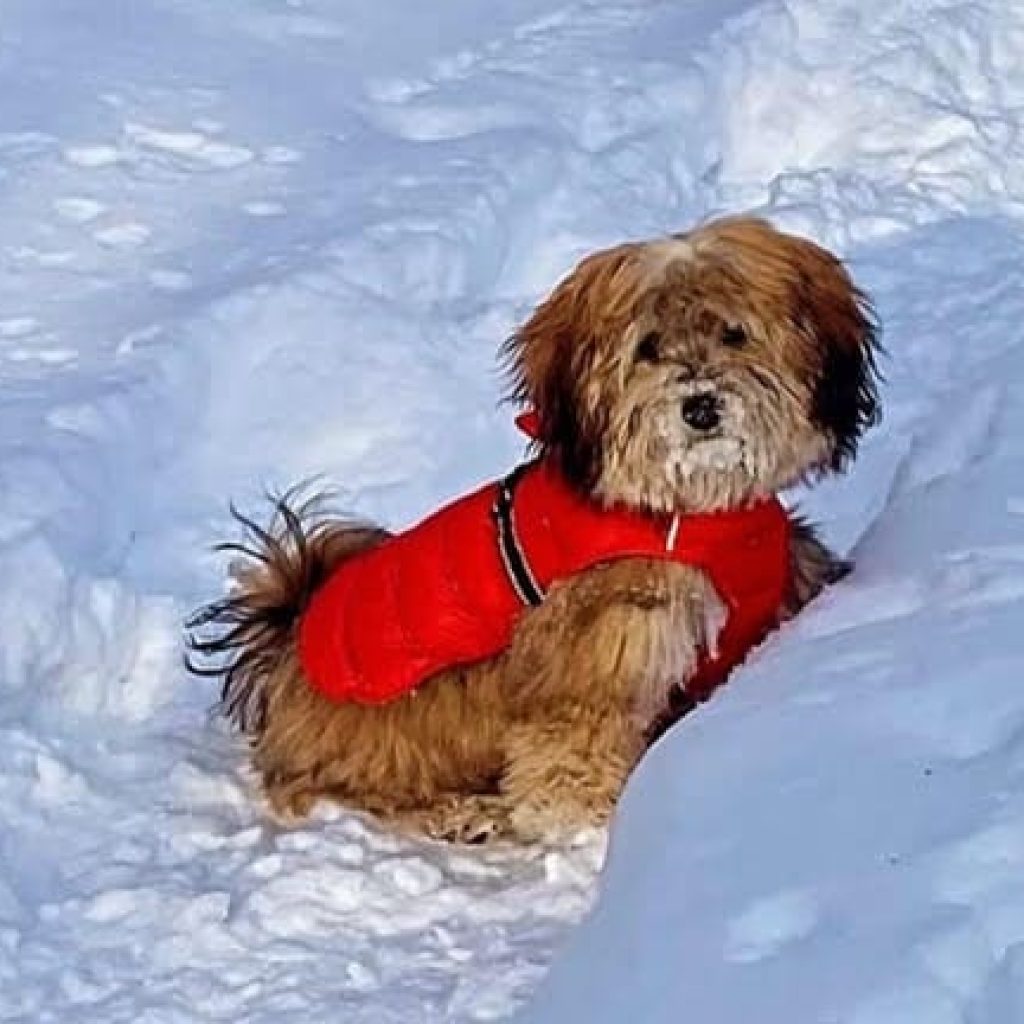 Are Havapoos Friendly with Strangers?