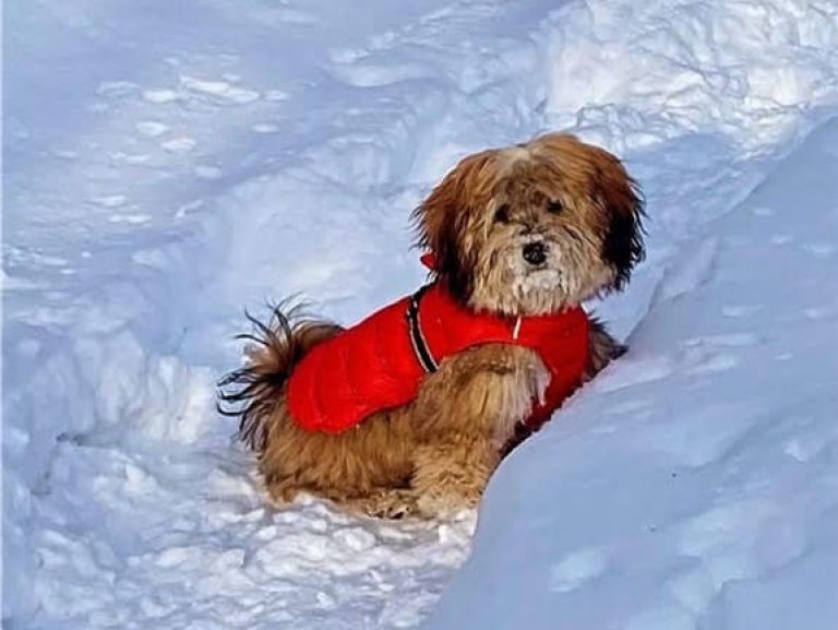 Are Havapoos Friendly with Strangers?