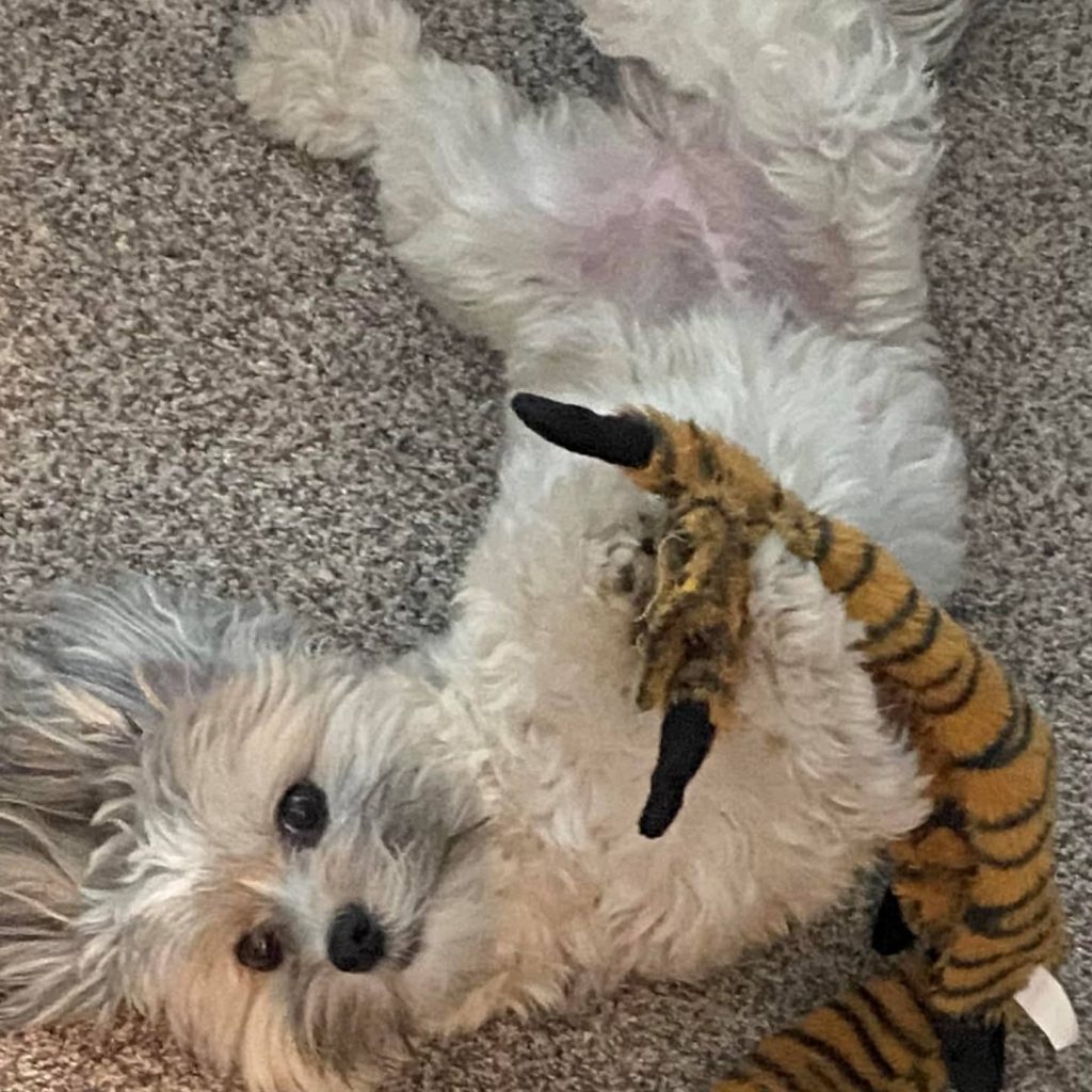 Are Havapoos Good with Children?