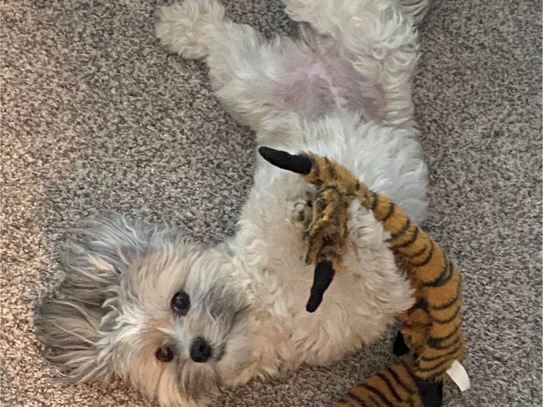 Are Havapoos Good with Children?