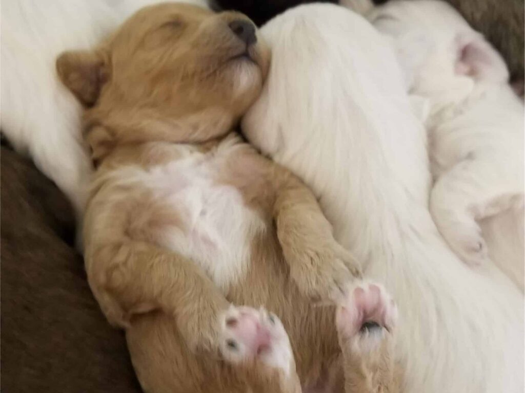 Are Havapoos Prone to Ear Infections?